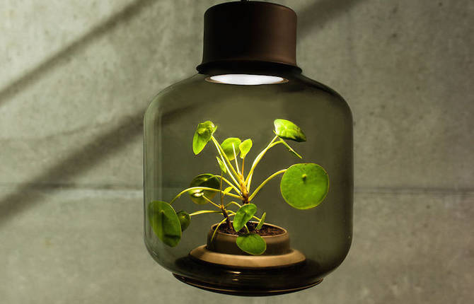 Innovative Mini Lamps to Grow Plants Without Water