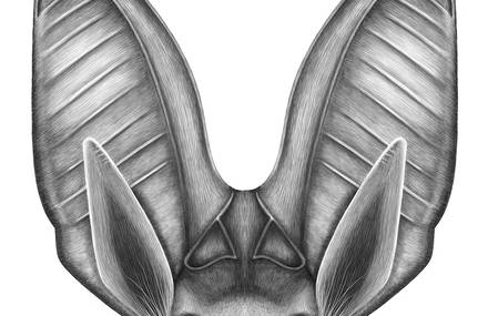 Pencil-Like Digital Portraits of Animals
