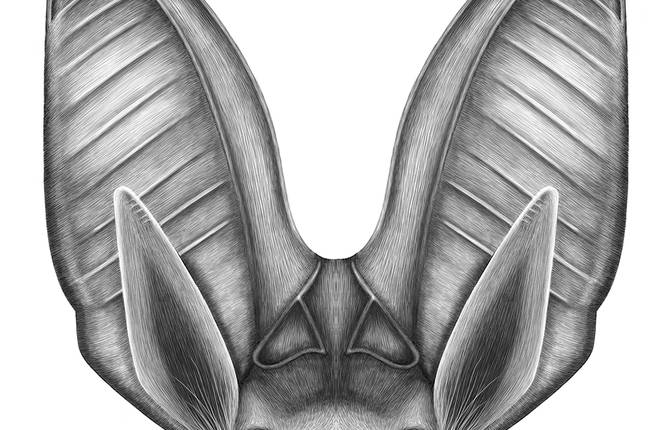Pencil-Like Digital Portraits of Animals