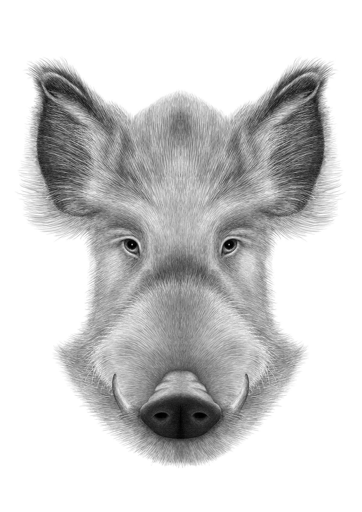 pencillikeanimaldrawings7