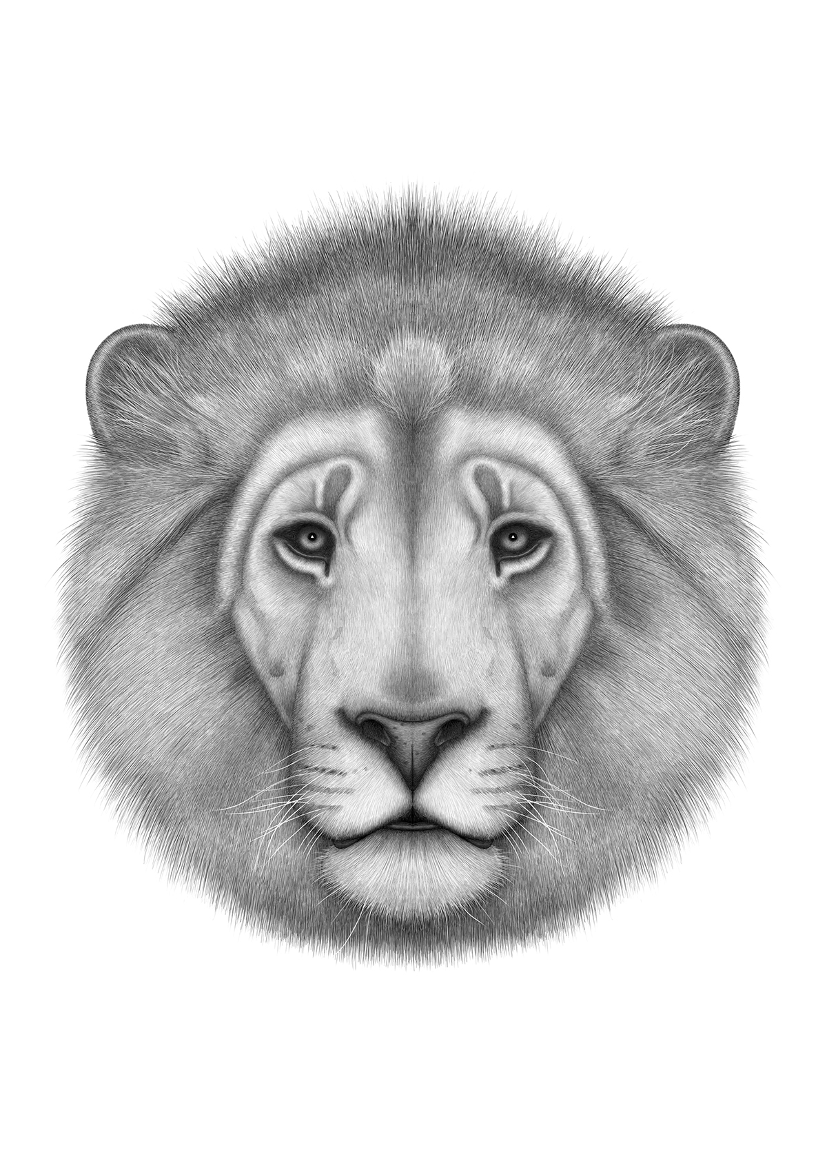 pencillikeanimaldrawings8