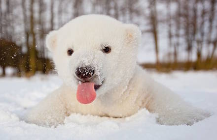Adorable Baby Polar Bear Photography