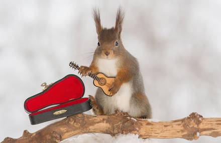 Adorable Wild Red Squirrels Playing with Tiny Music Instruments