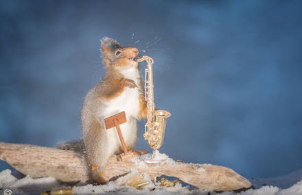 Adorable Wild Red Squirrels Playing with Tiny Music Instruments