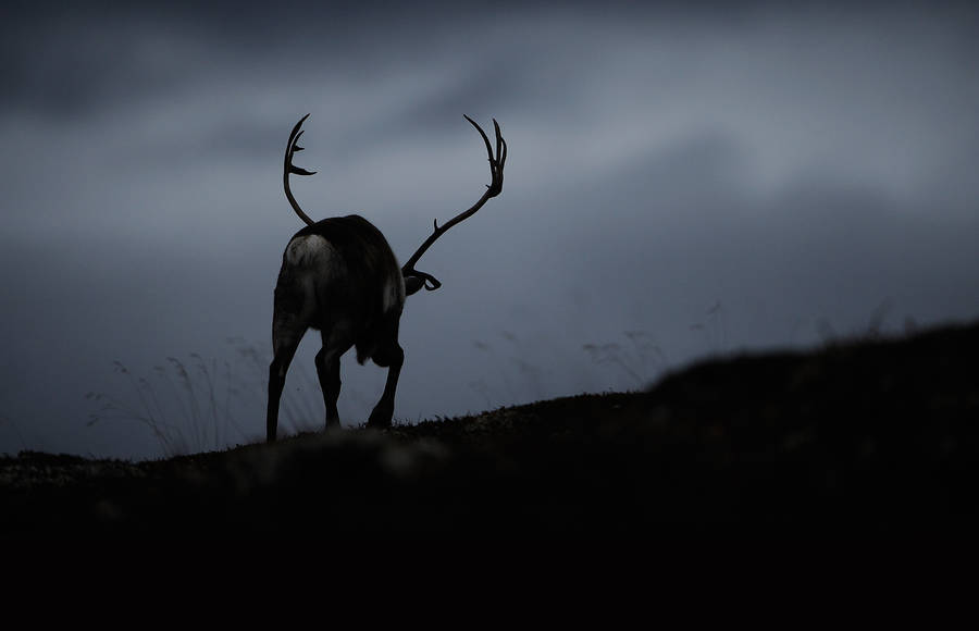 Fascinating Animal Photographs by Vincent Munier