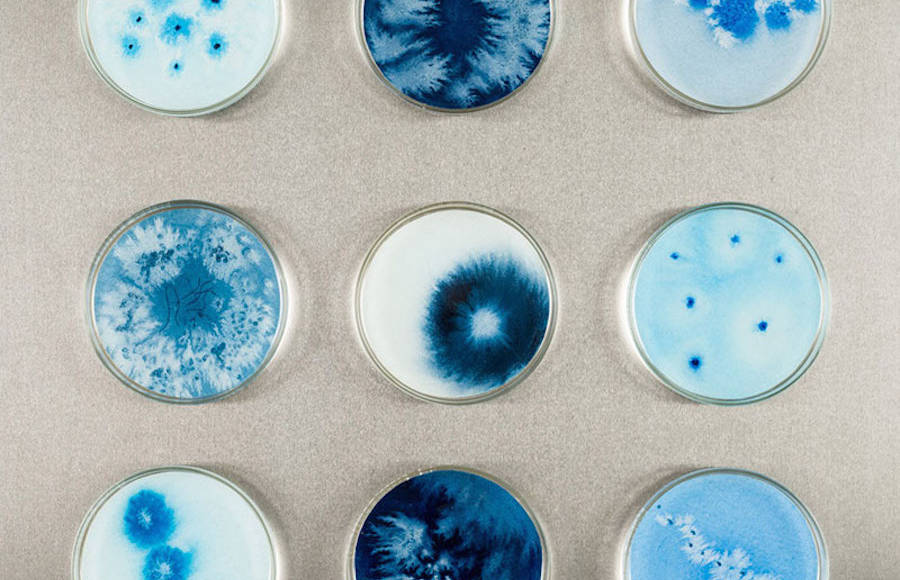 Watercolor Painted Bacterias on Culture Dishes