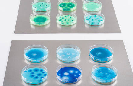 Watercolor Painted Bacterias on Culture Dishes