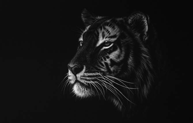 Stunning Realistic Wildlife White on Black Drawings