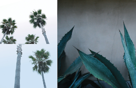 A Short Photographical Trip to Venice Beach