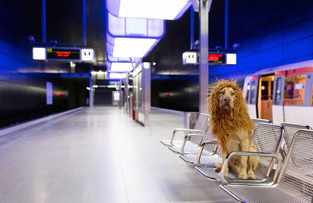Comical Photographs of a Dog Disguised as a Lion