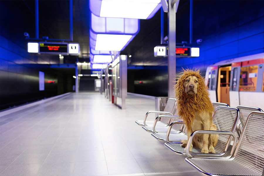 Comical Photographs of a Dog Disguised as a Lion1