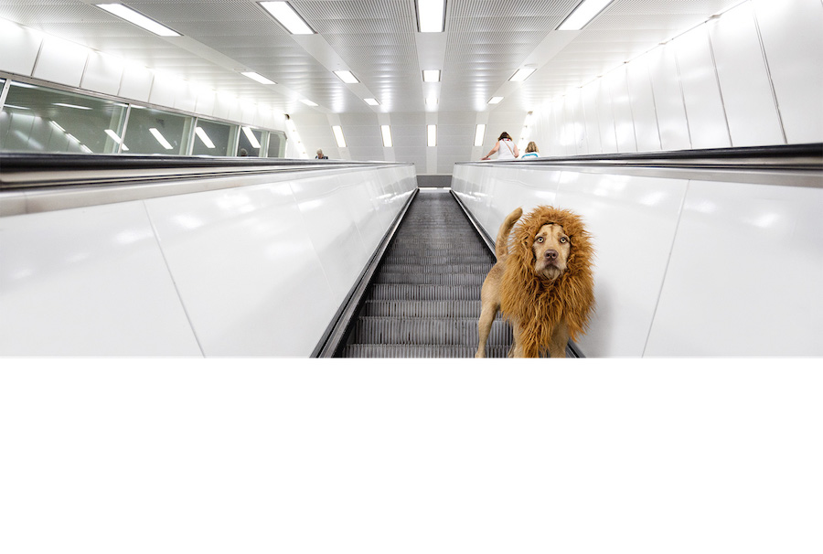 Comical Photographs of a Dog Disguised as a Lion3
