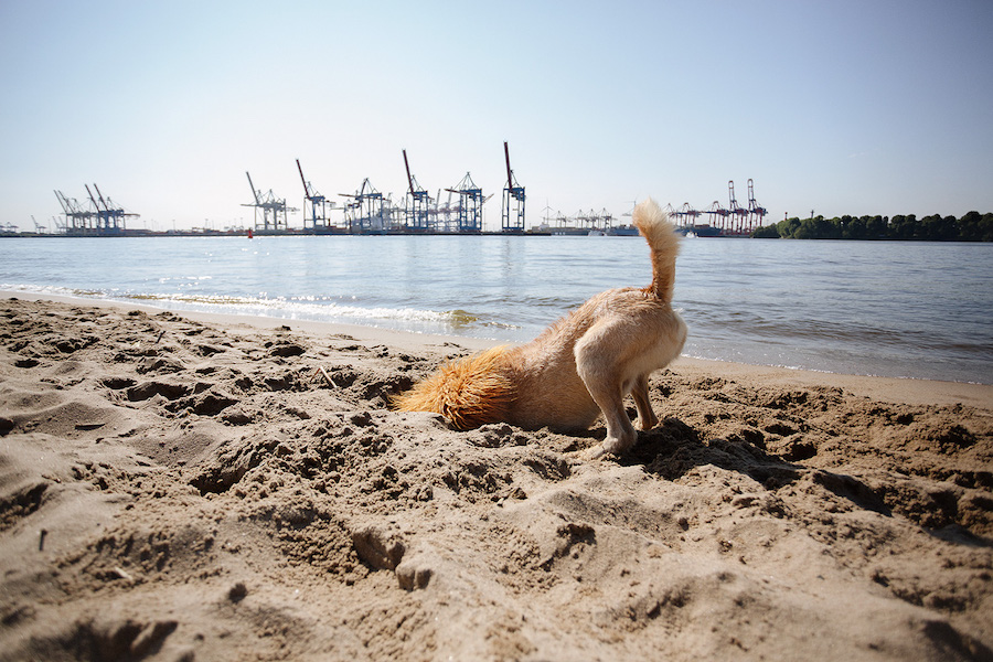 Comical Photographs of a Dog Disguised as a Lion7