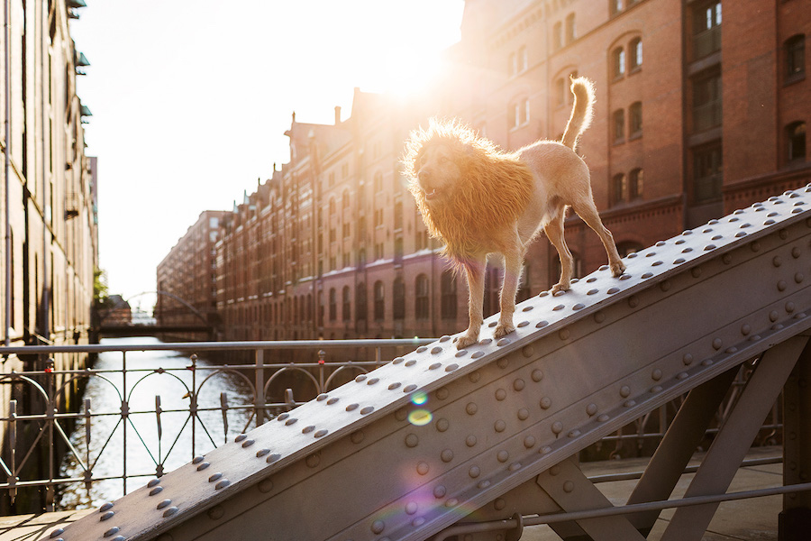 Comical Photographs of a Dog Disguised as a Lion9