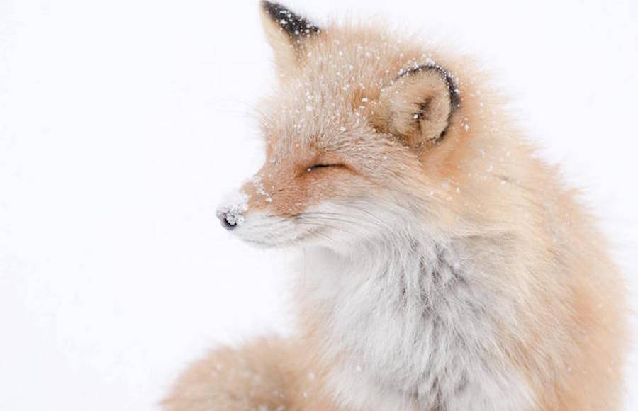 Foxes Photography in Hokkaido