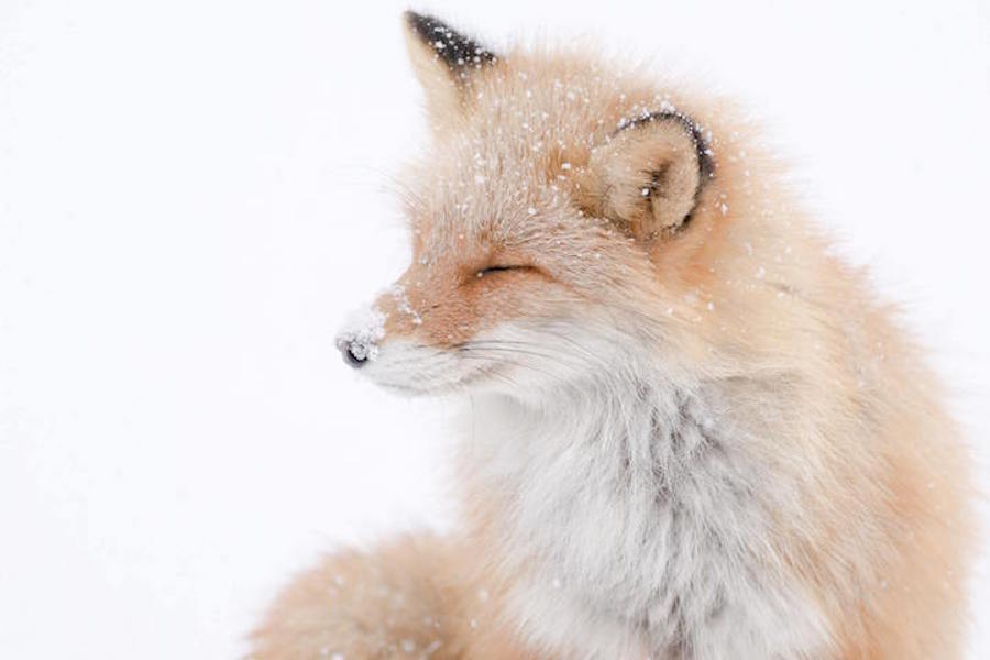 Foxes Photography in Hokkaido 1