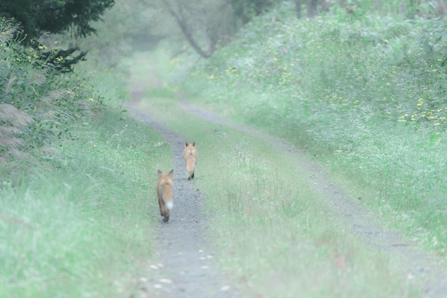 Foxes Photography in Hokkaido 10