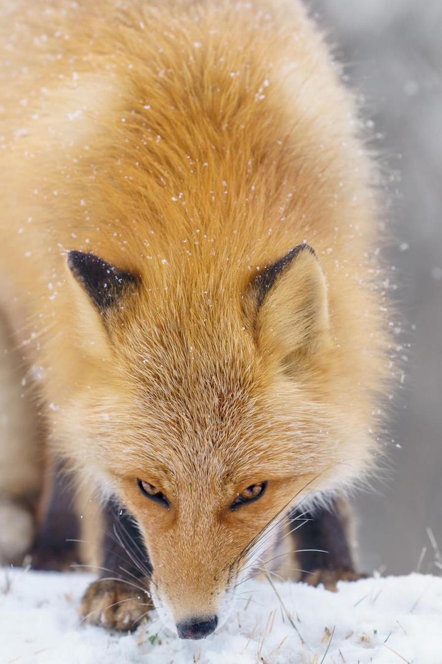 Foxes Photography in Hokkaido 11
