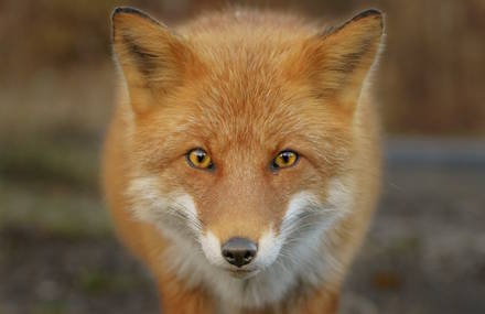 Foxes Photography in Hokkaido