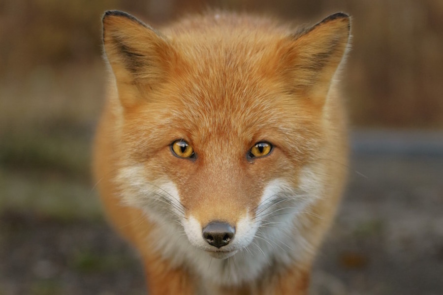 Foxes Photography in Hokkaido 2