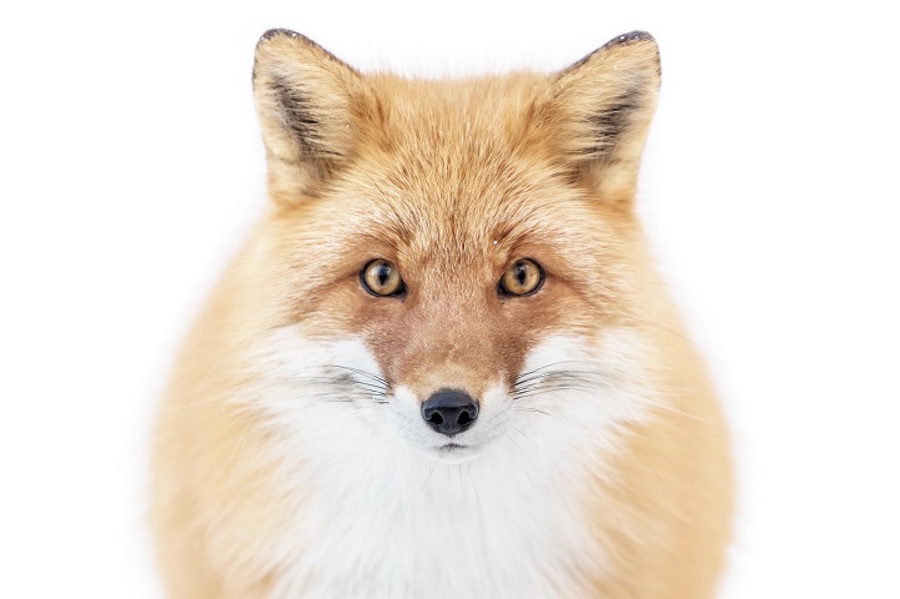 Foxes Photography in Hokkaido 3