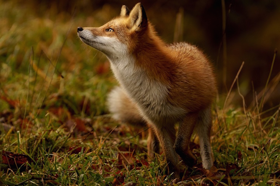 Foxes Photography in Hokkaido 4