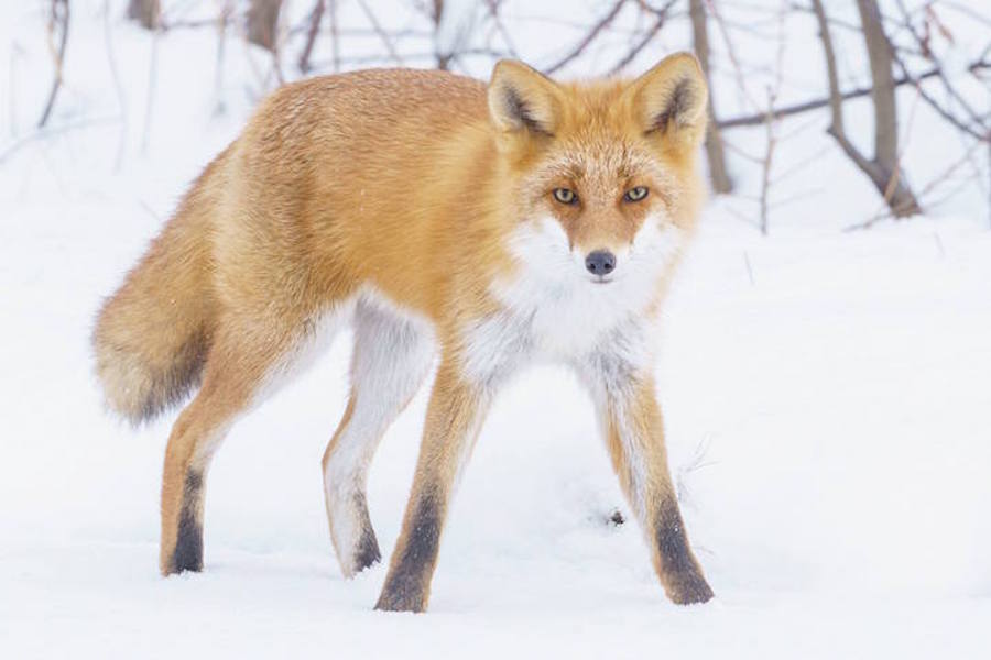 Foxes Photography in Hokkaido 5