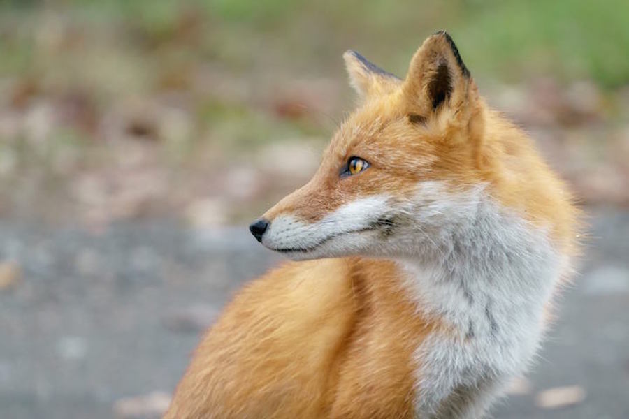 Foxes Photography in Hokkaido 6