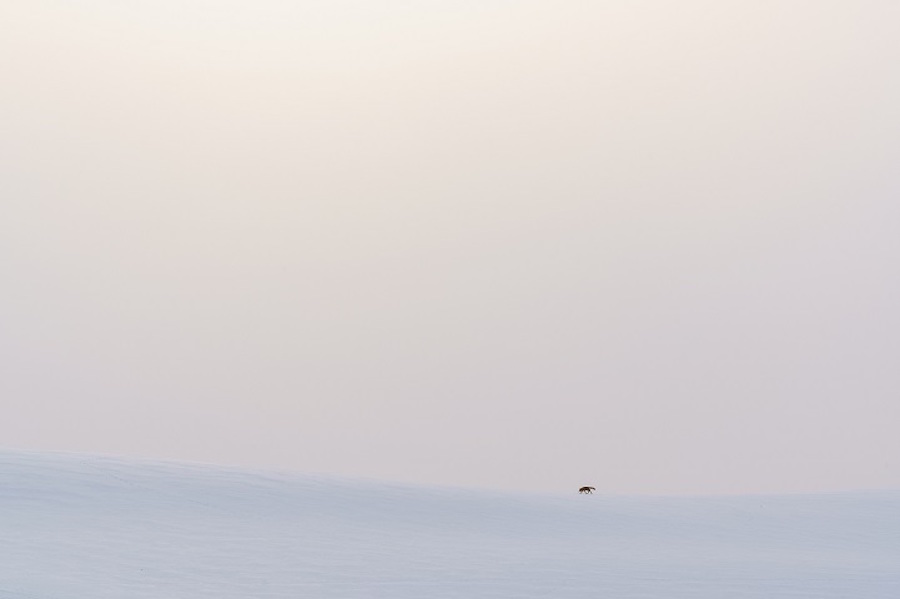 Foxes Photography in Hokkaido 8