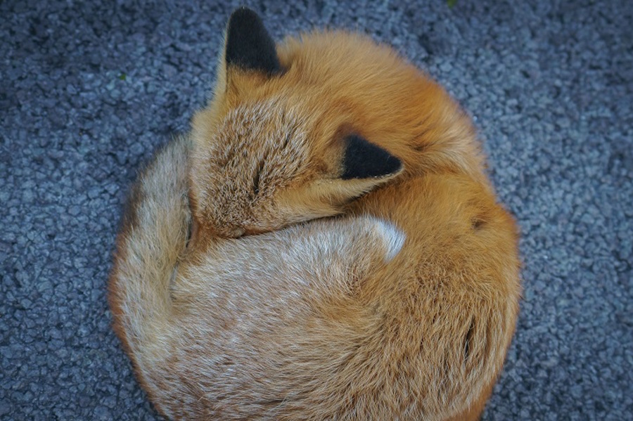 Foxes Photography in Hokkaido 9