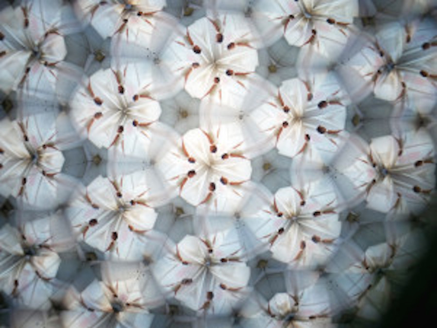 Nice Kaleidoscopic Photographs by Laura Zalenga5
