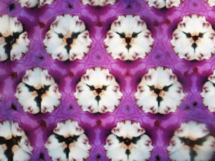 Nice Kaleidoscopic Photographs by Laura Zalenga8