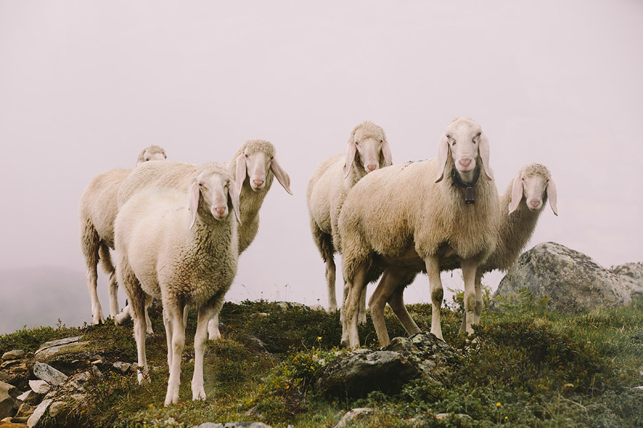 Wandering in Nature With Alex Strohl-18