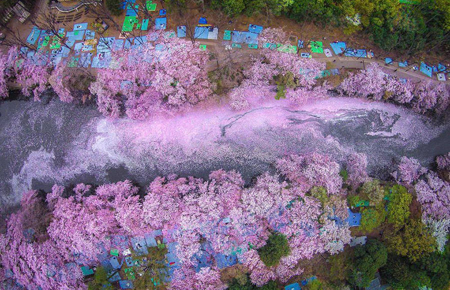 Cherry Blossom In Japan Photography