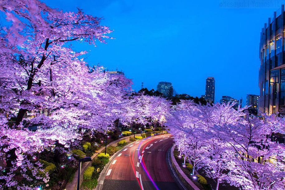 cherryblossom-1