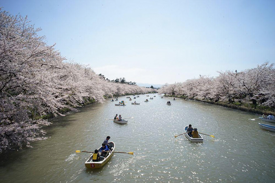 cherryblossom-5