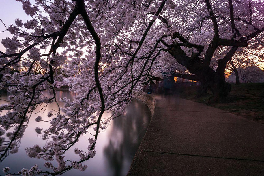 cherryblossom-8