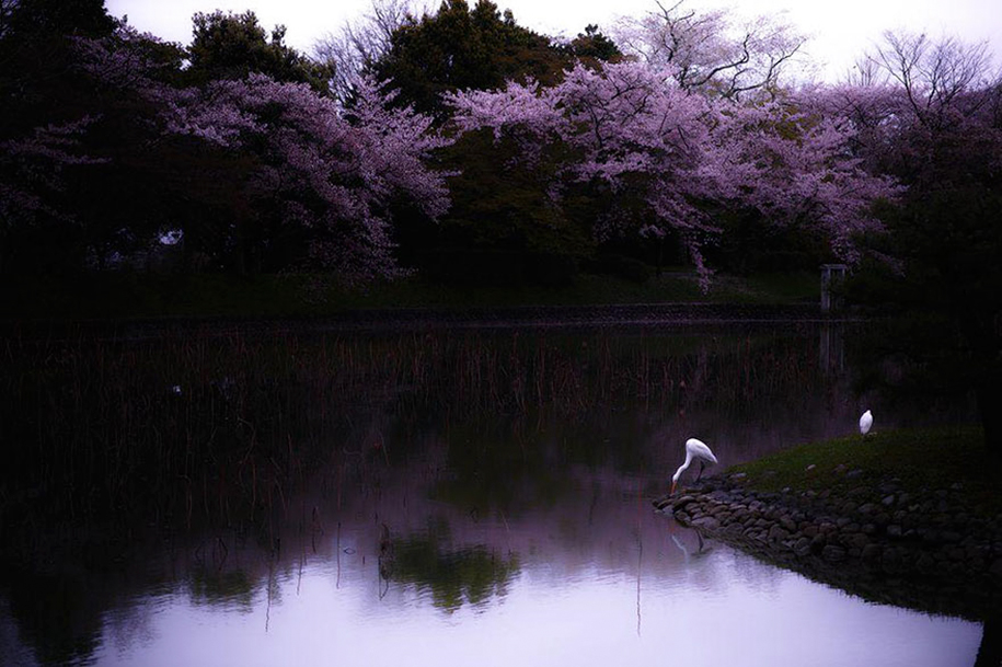 cherryblossom-9