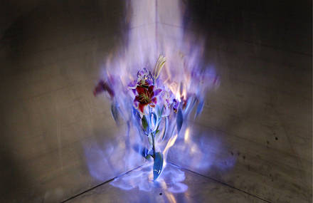 Fire Flowers Photography