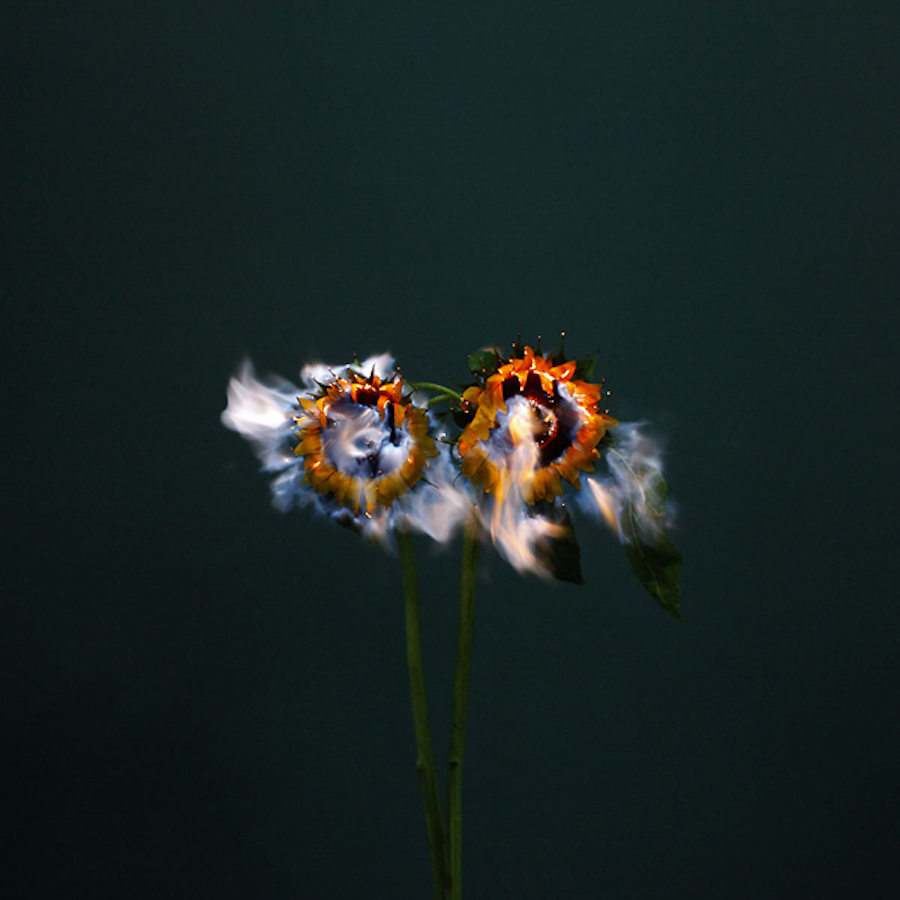 fireflowers-3