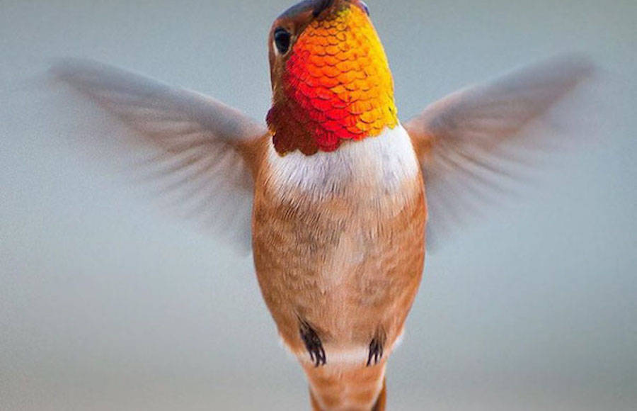 The Beauty of Humming Bird Photography