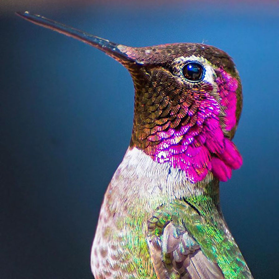 hummingbird-13