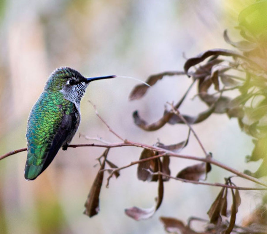 hummingbird-4