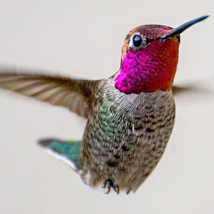 hummingbird-7
