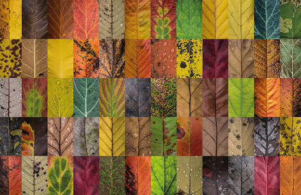 Incredibly Detailed Hundreds of Leaves