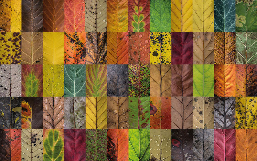 incrediblydetailedhundredsofleaves-0