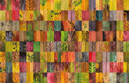 Incredibly Detailed Hundreds of Leaves