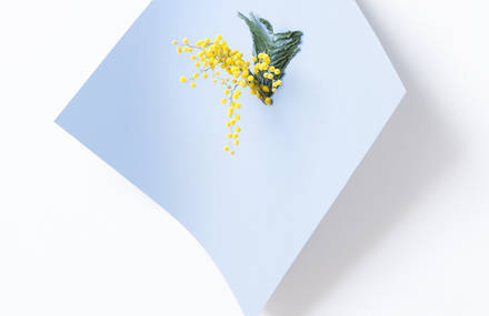 Minimalistic Photographs of Plants on Paper