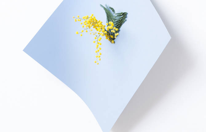 Minimalistic Photographs of Plants on Paper