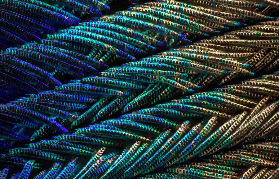 Macro Pictures of Peacock Feathers
